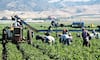 Productores alertan por crisis en campo mexicano ante la revisión anual del T-MEC    
