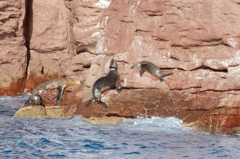 Lobos marinos tomando el sol en las rocas