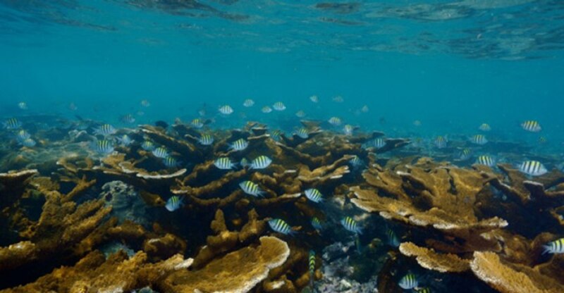 Arrecife de coral en el mar Caribe