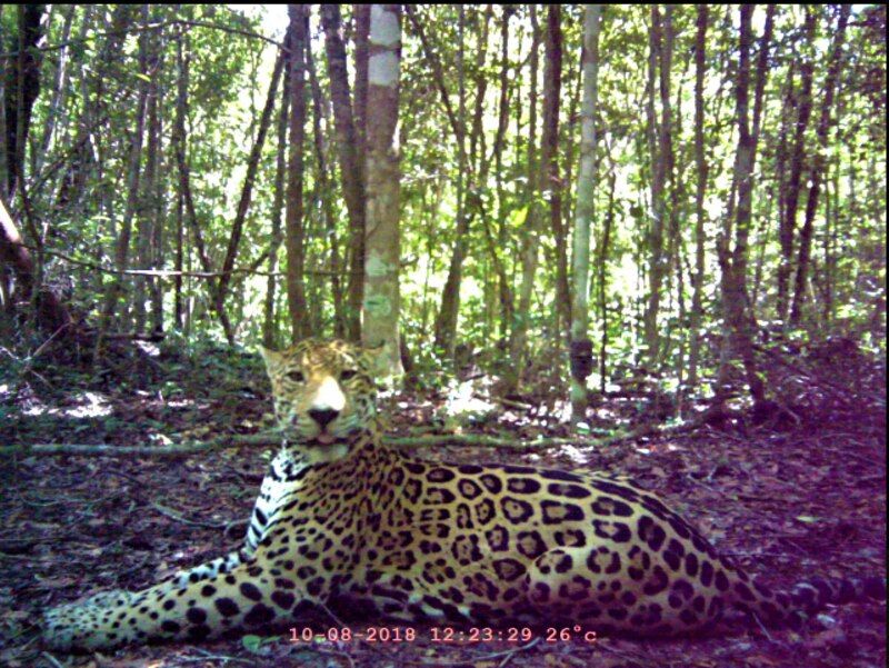 Jaguar en la selva