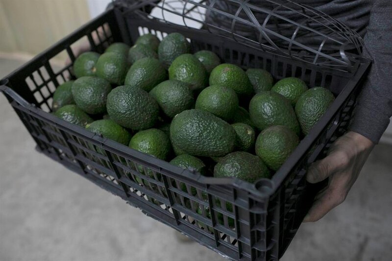 Aguacates frescos y deliciosos