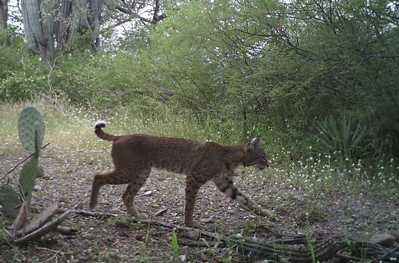 Un lince camina por el desierto