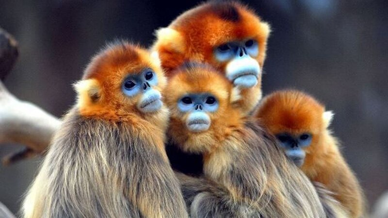 Monos dorados de Sichuan