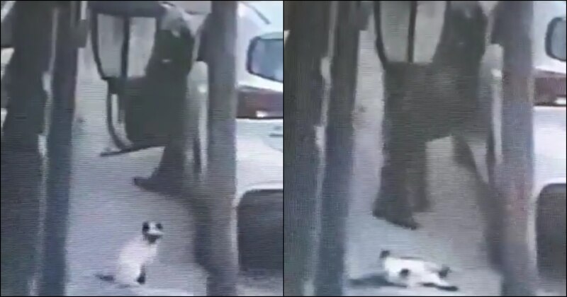 ¡Cuidado, gatito!