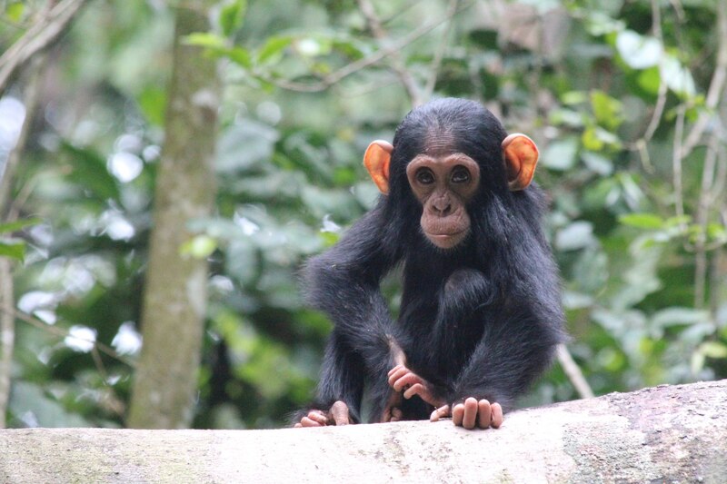 Chimpancé bebé sentado en una rama en la selva.