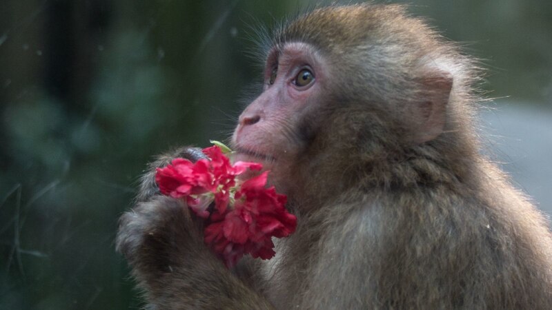 Mono curioso con una flor roja