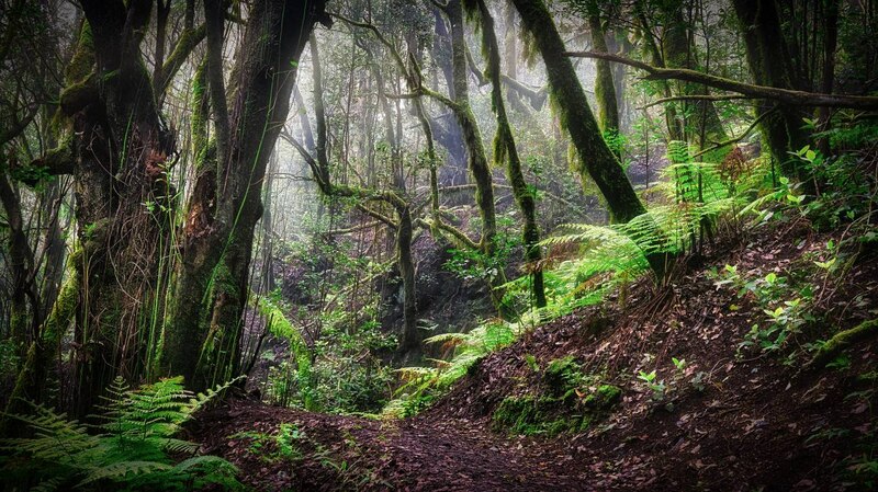 Un hermoso bosque verde con helechos y árboles cubiertos de musgo