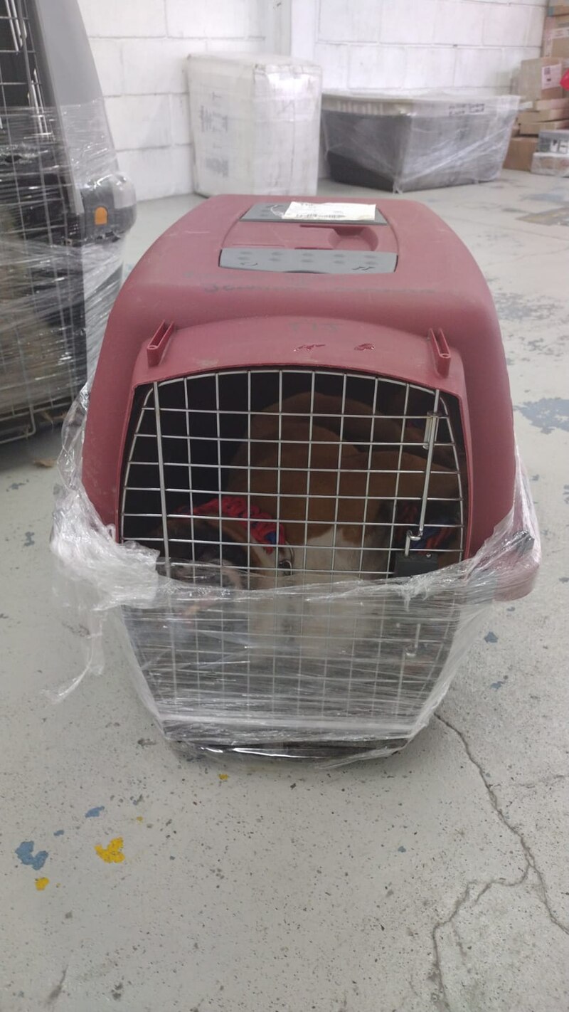 Perro en una jaula