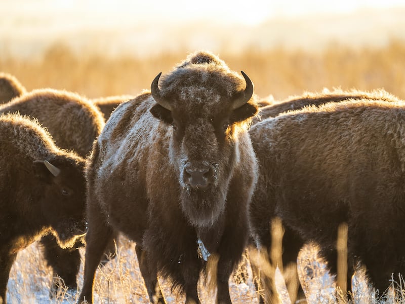 Primer plano de un Bisonte Americano (Bison bison) en una manada, con su denso pelaje cubierto ligeramente de escarcha o nieve. El bisonte mira directamente a la cámara. La imagen fue tomada durante el amanecer o atardecer, con una luz cálida y dorada creando un fuerte contraluz que resalta el contorno del animal (efecto rim light). El entorno es un paisaje nevado o invernal de pastizales. Fotografía de vida silvestre de alta calidad, ideal para temas de naturaleza, conservación y animales en invierno.