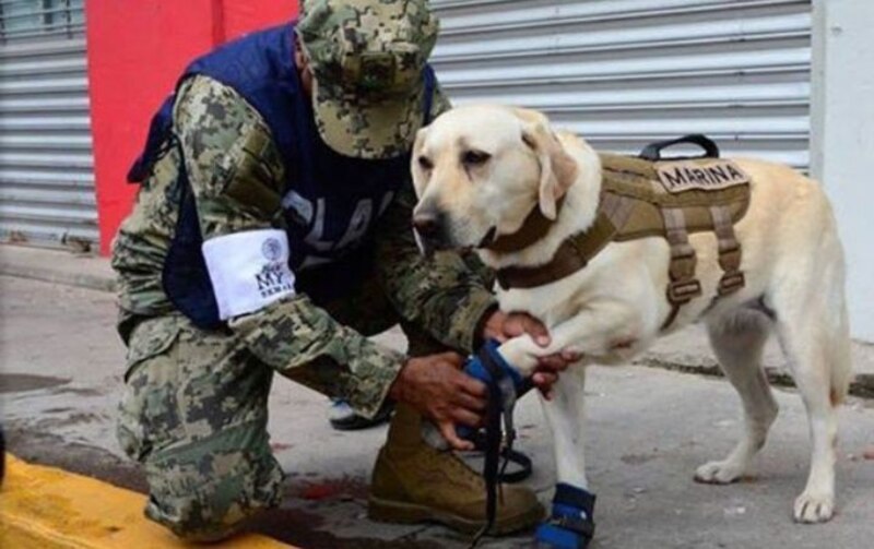 Perro rescatista de la Marina mexicana es herido en el cumplimiento de su deber