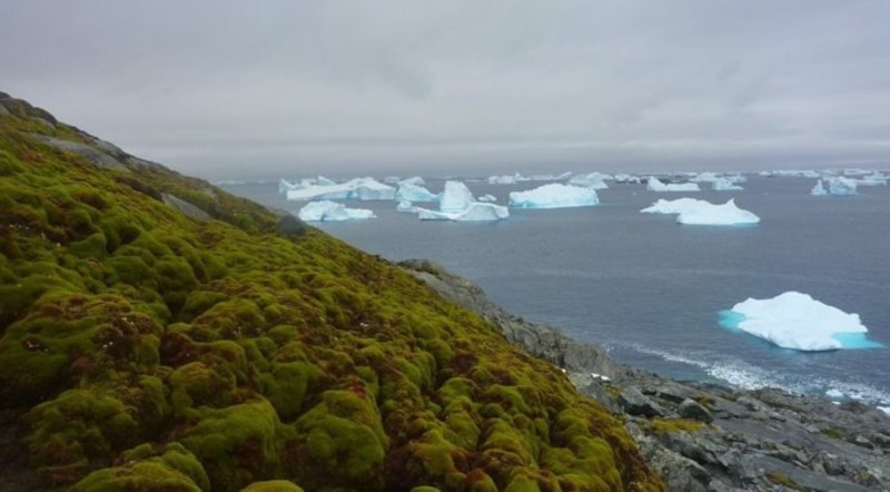 Campo de musgo verde con icebergs en el fondo