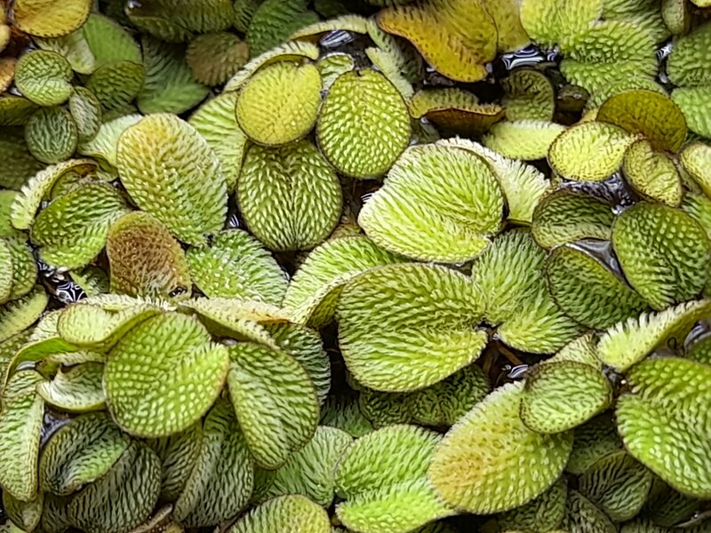 Hojas verdes de una planta acuática