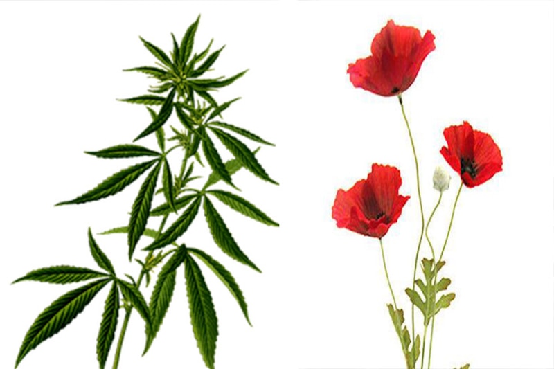 Comparativa entre la amapola y la marihuana