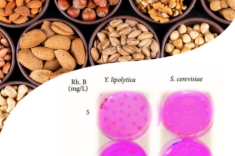 Producción de ácido lipólico por levaduras.