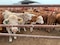 Gusano Barrenador eleva el precio de la carne y amenaza a pequeños ganaderos