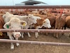 Gusano Barrenador eleva el precio de la carne y amenaza a pequeños ganaderos