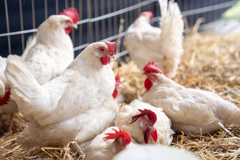 Gallinas en una granja