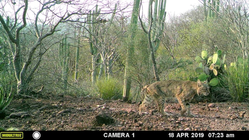 Lince caminando por el desierto