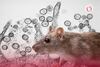 ¿Cuál es la tasa de letalidad del Hantavirus?: este es el nivel de riesgo en casos de contagio