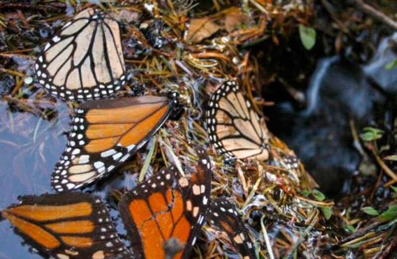 Mariposas monarca en el suelo