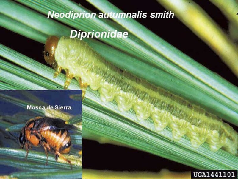 Mosca de la sierra