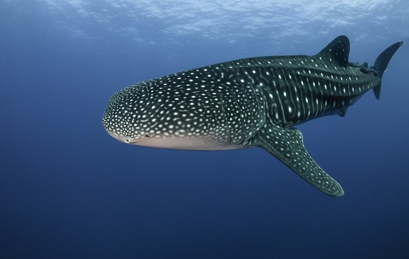 Tiburón ballena nadando en el océano