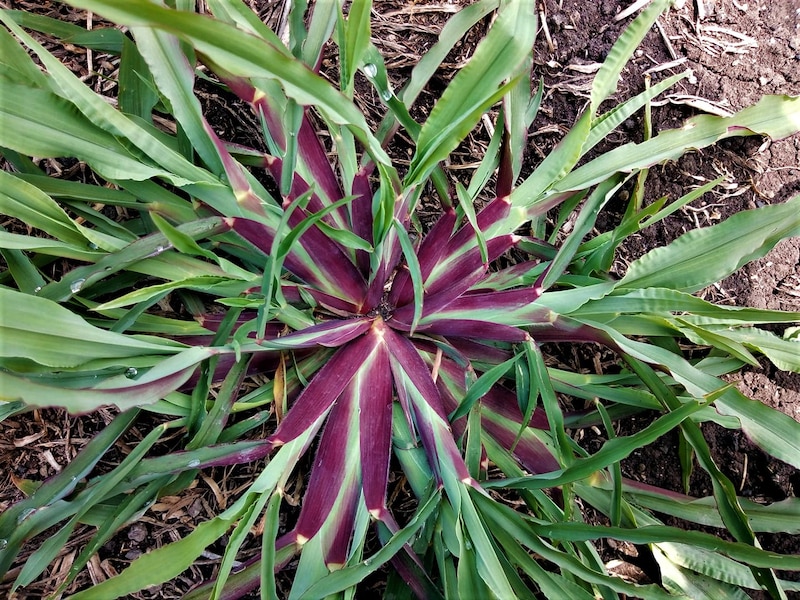Hierba morada