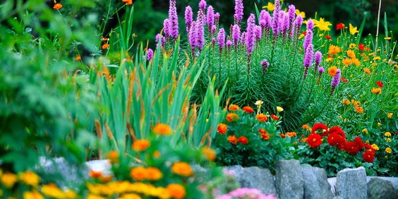 Hermoso jardín con flores coloridas