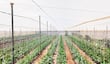 Cómo resolver problema de escasez de agua para la agricultura 