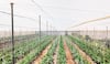 Cómo resolver problema de escasez de agua para la agricultura 
