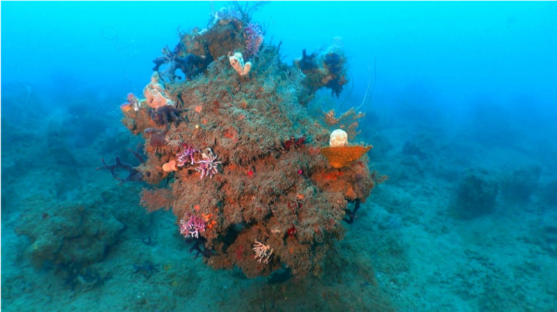Arrecife de coral