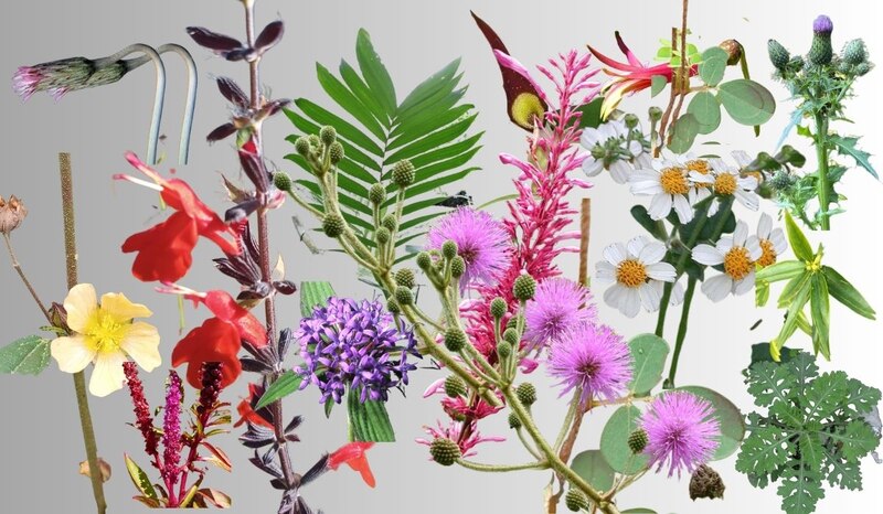 Variedad de flores silvestres