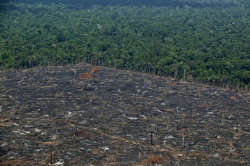 La deforestación en la Amazonía