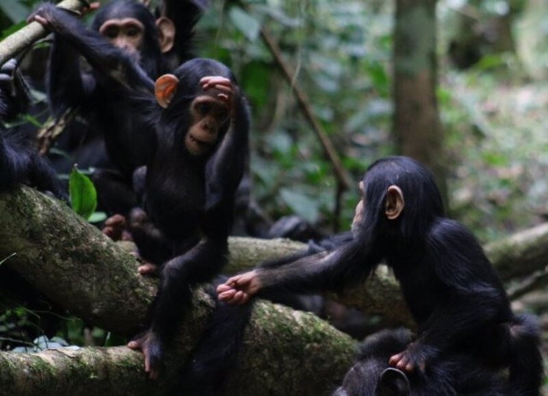 Chimpancés en la selva