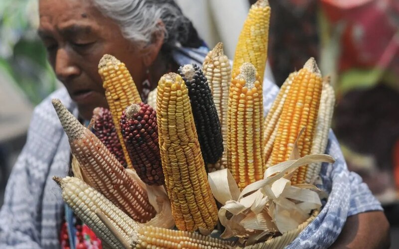 Maíz, alimento básico de México