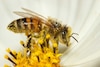 Presiones ambientales merman presencia de abejas en México