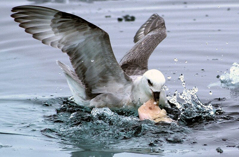 Gaviota volando sobre el agua