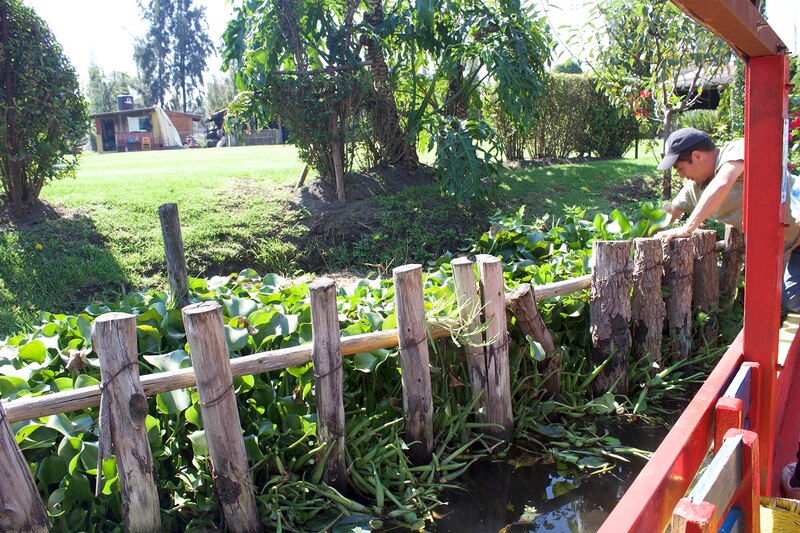 Un hombre limpia los canales de Xochimilco