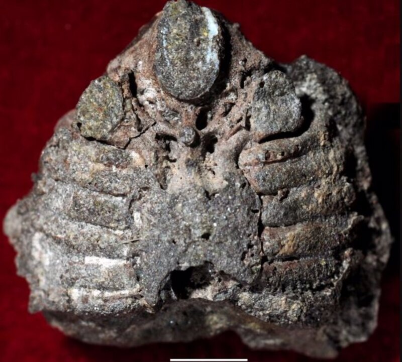 Fósil de trilobites
