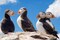 Skomer, la isla que ayuda a  la conservación de aves marinas