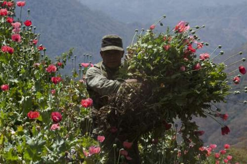 Cosecha de amapola en Afganistán