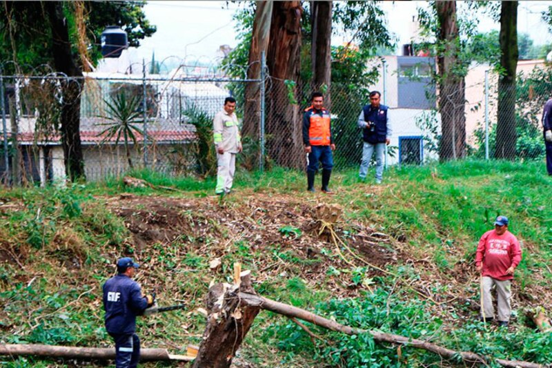 Trabajadores cortando árboles caídos