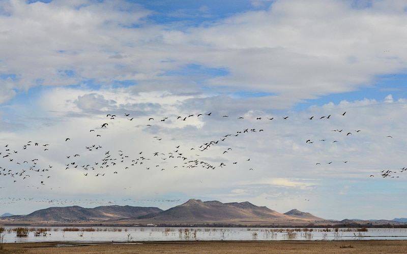 Bandada de gansos volando sobre un lago