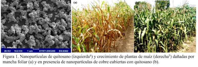 Nanopartículas de quitosano y su efecto en el crecimiento de las plantas de maíz