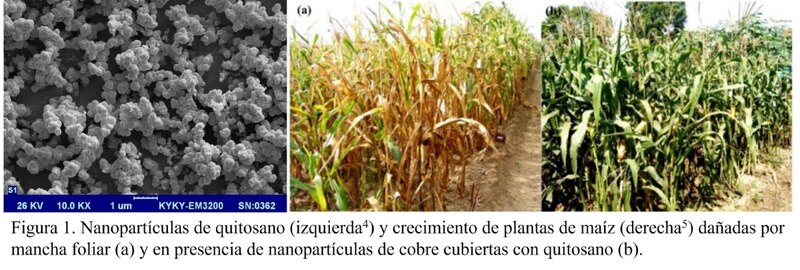 Nanopartículas de quitosano y su efecto en el crecimiento de las plantas de maíz