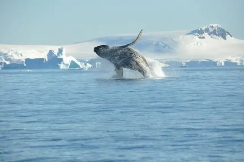 Ballena jorobada saltando en la Antártida