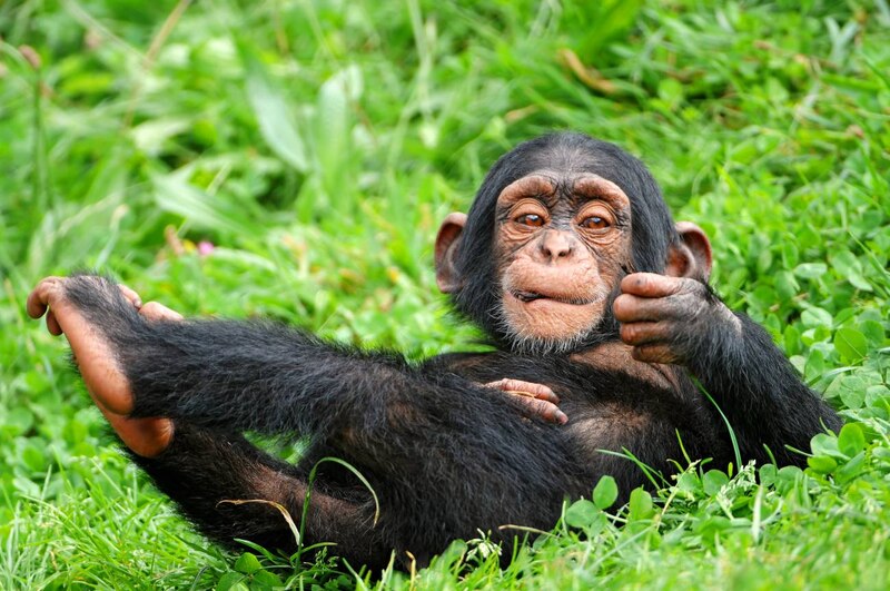 Chimpancé bebé sonriendo y levantando el pulgar