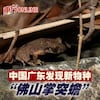 Descubren otra especie de rana en China y la llaman Kung fu