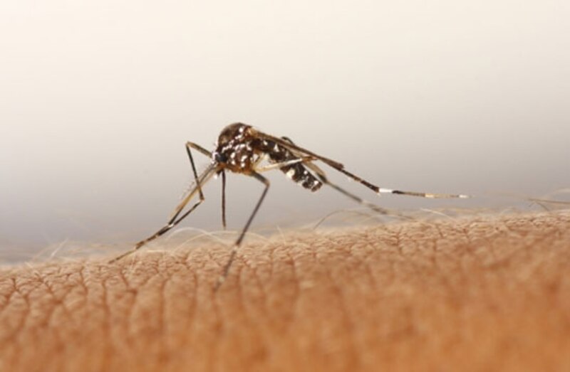 Mosquito Aedes aegypti