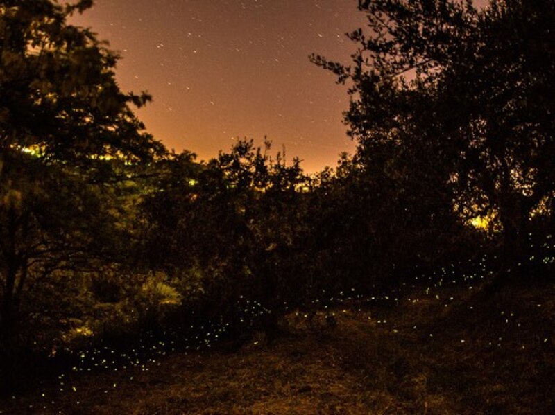 Luciérnagas en el bosque